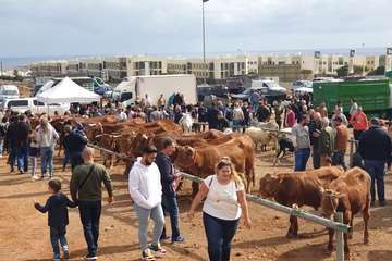 Los Llanos celebra el día grande de sus fiestas (Foto TA)